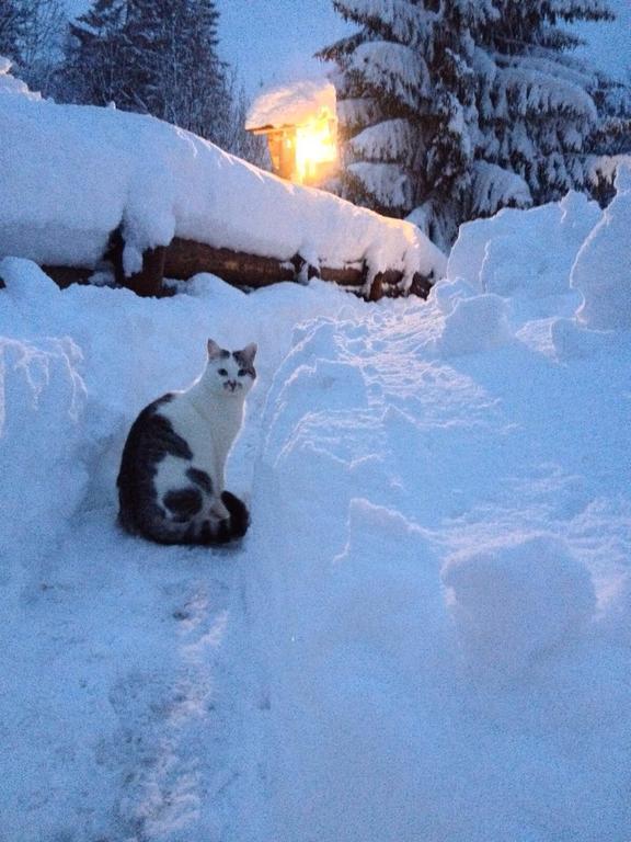 La Lince Lodge Camporosso  ภายนอก รูปภาพ