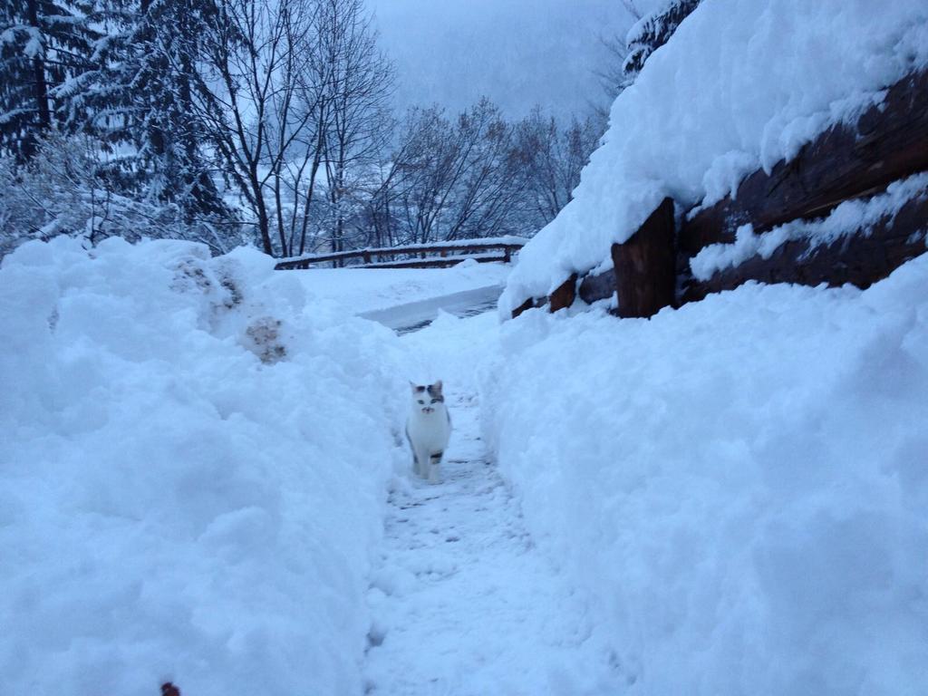 La Lince Lodge Camporosso  ภายนอก รูปภาพ